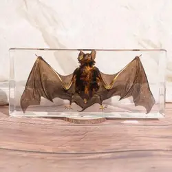 Tassidermy Animals Bat resina realistica Bat Crafts Collection decorazione di pipistrelli con cornice per espositori educativi appassionati di tassidermia