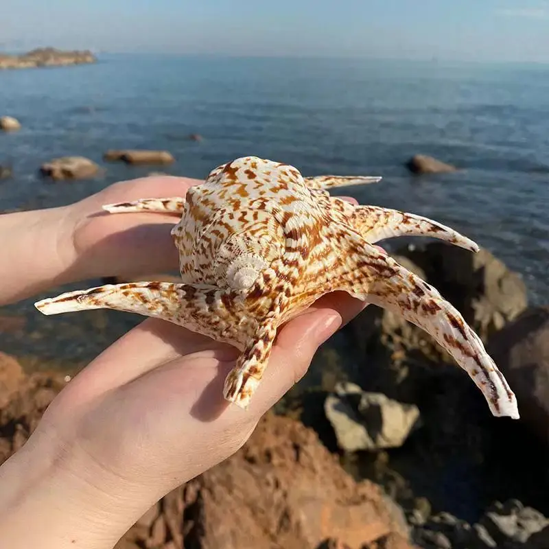 قوقعة محارة طبيعية على شكل ماء الحلزون سداسية الحلزون الجدار ملصق الديكور حوض للأسماك ديكور المنزل #3