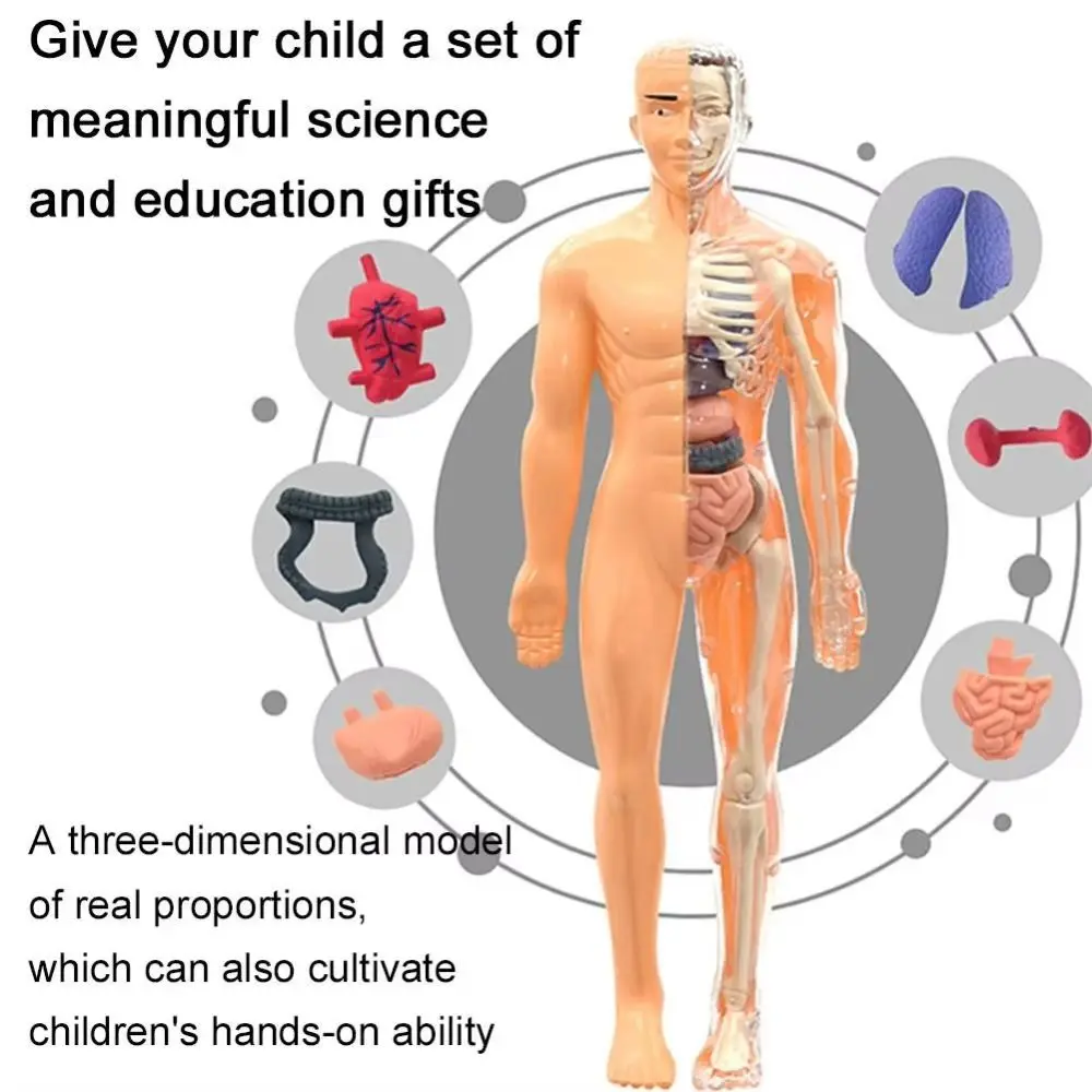 แบบจำลองลำตัวมนุษย์ 3 มิติ ทำจากพลาสติก โปร่งใส แบบ DIY หุ่นจำลองสำหรับวิทยาศาสตร์ ปริศนาเสริมสร้างความรู้ทางปัญญา ของเล่นเสริมพัฒนาการแบบมอนเตสซอรี่ แบบจำลองโครงกระดูก