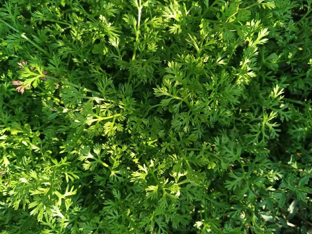 

Carbon Fiber LCG Chassis Kit Frame Rail Skid Plate Gearbox Bumper Set for Axial SCX10 1/10 RC Crawler Car DIY Upgrade Parts