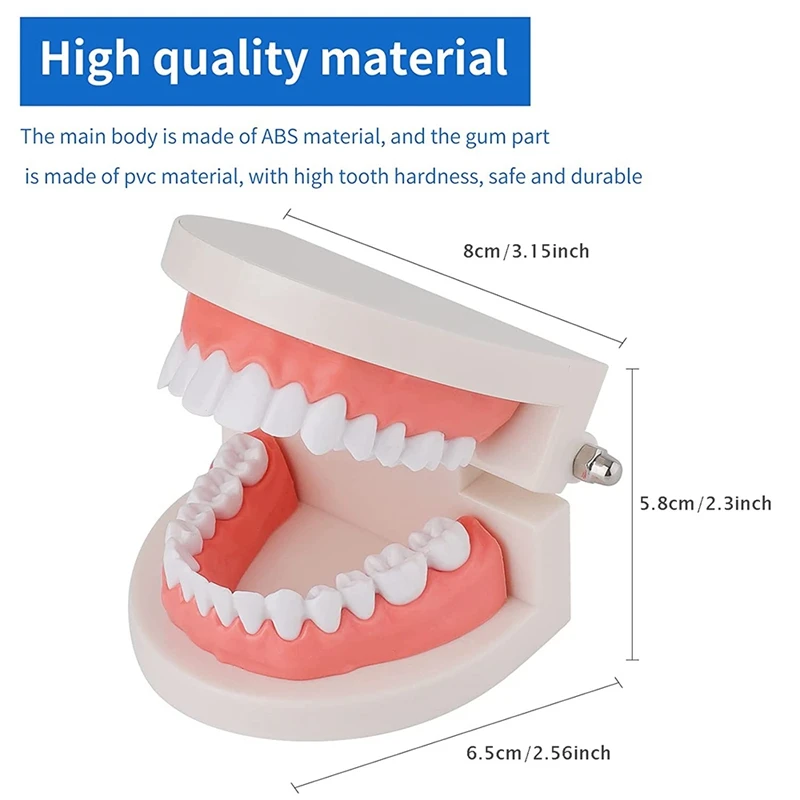 

ABBR 2 Pack Standard Dental Teeth Model - Dental Mouth Model Human Teeth Model Tooth Brushing Model for Teaching Studying