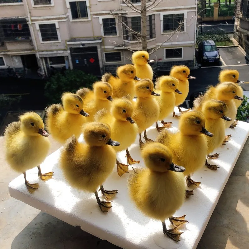 A Real Stuffed Chinese Duck, Tasseled Animal Specimen, Teaching and Decoration