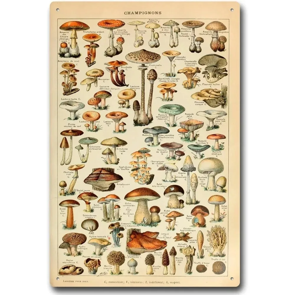 

Aluminum Decor - Inspired Mushrooms Identification | Rustic Aluminum Sign | Brushed Aluminum, Chaga/Shiitake Motif