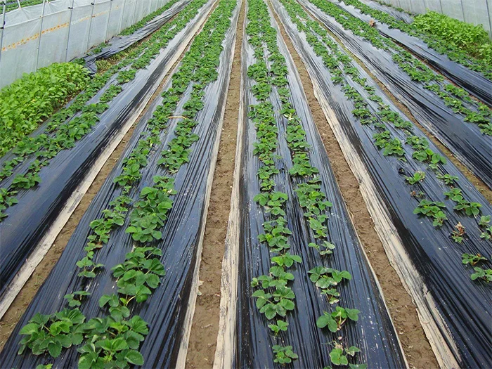 2025 Landwirtschaftliche Folie, 100 % reines Material, LLDPE, Anti-UV-Mulchfolie für die Landwirtschaft