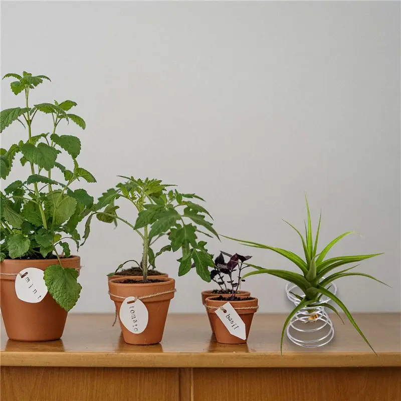 6 قطع حامل نبات الهواء حاوية الهواء حامل Tillandsia نبات الفولاذ المقاوم للصدأ رفوف العرض قاعدة الأناناس الهواء-LICG