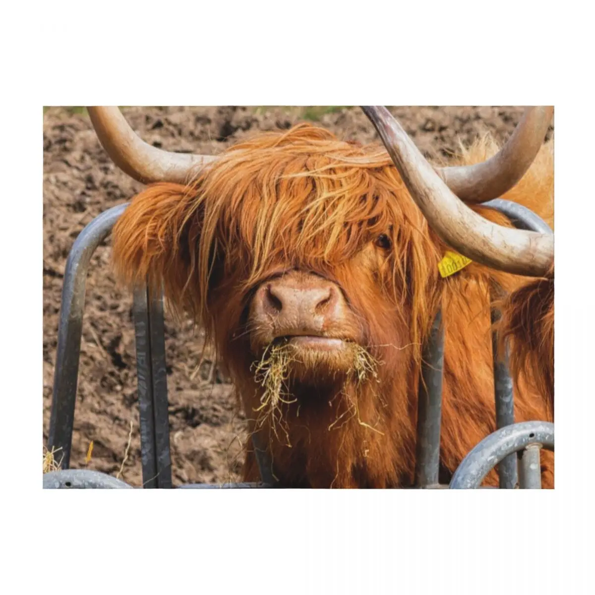 

Cute hungry ginger Scottish Highland cow Throw Blanket Luxury St Quilt Flannel Fabric christmas gifts Blankets