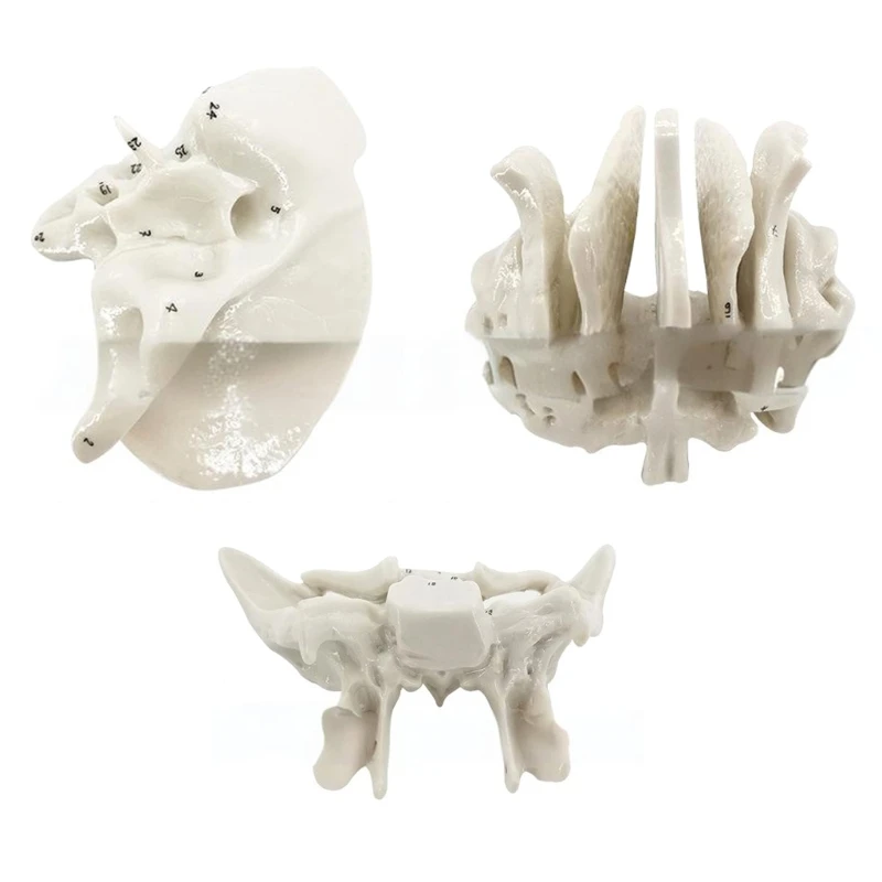 Y1UB Human Sphenoid Anatomical Model Human Skeleton Model Temporal Bone Model Teaching Model for Medicals Orthopedics