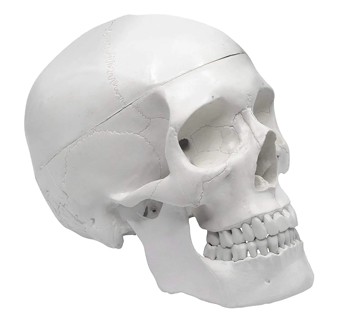 Human Adult Colorful White Skull Anatomical Model Life Sized 3 Part Removable Skull Cap Includes Full Set of Teeth 21x15x19cm