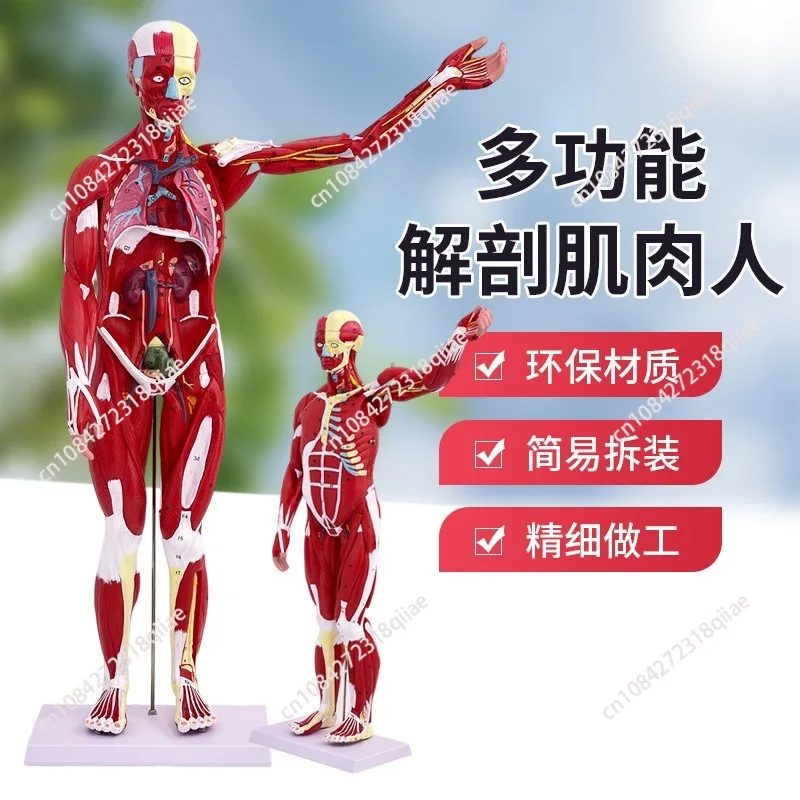 85CM Male Human Muscle Model 27 Parts Medical Anatomical Educational Teaching Model