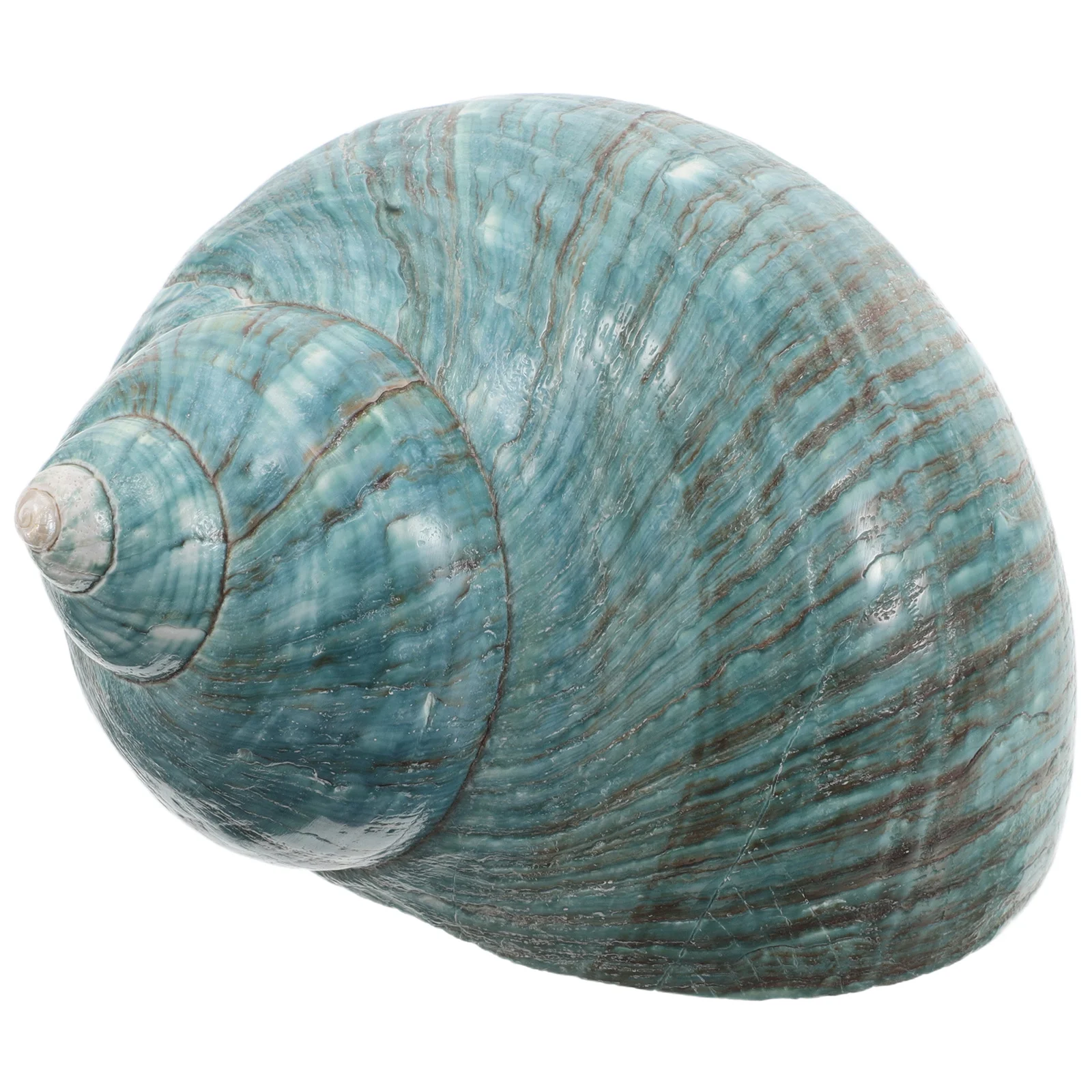 

Natural Conch Shell Ornament Mediterranean Ocean Theme Tabletop Decor for Home Aquarium Fish Tank Decoration Conch Shells Large