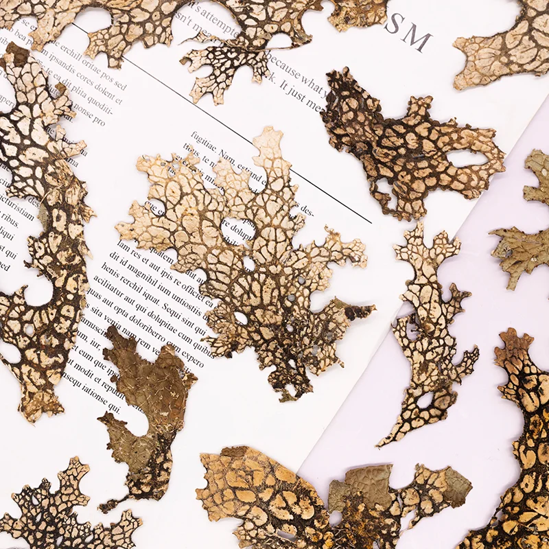 4 قطع، زهرة طبيعية مضغوطة على شكل لحاء نادر - لوازم فنية كلاسيكية على شكل زهرة مجففة يمكنك صنعها بنفسك لصنع بطاقات القصاصات وإطار صور الحرف اليدوية #6