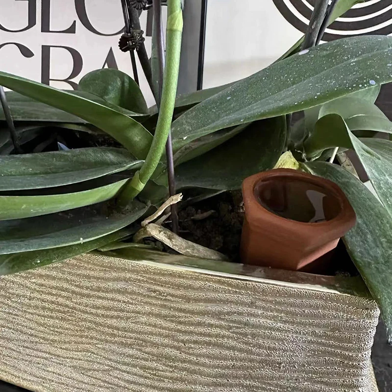 【M】1Pcs Plant Self-Watering St - Automatic Plant Waterer 评论和价格