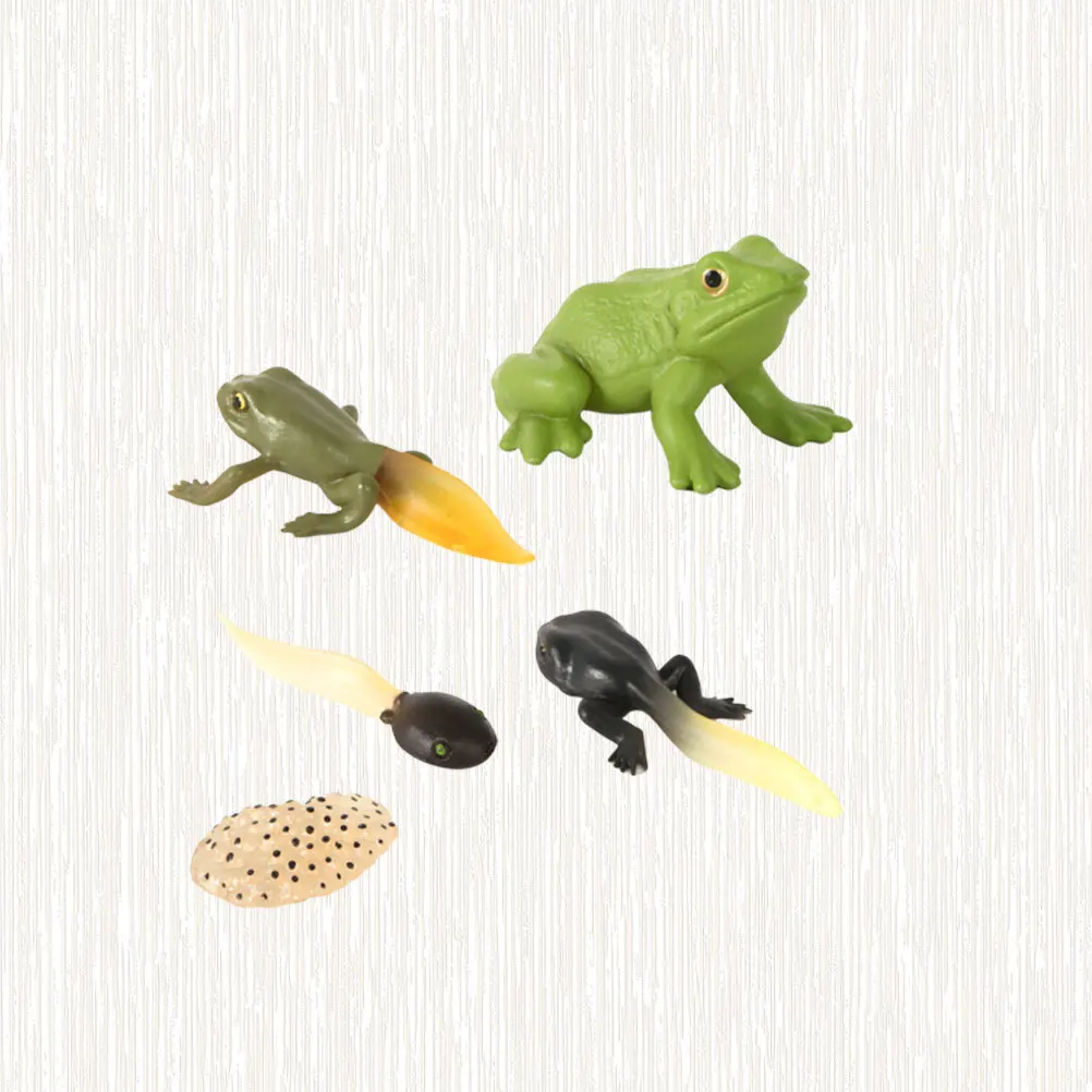 

1Set Frog Evolution Display Creative Tadpole Ornament Desktop Decor Educational Growth Stage Prop for Kids Decoration