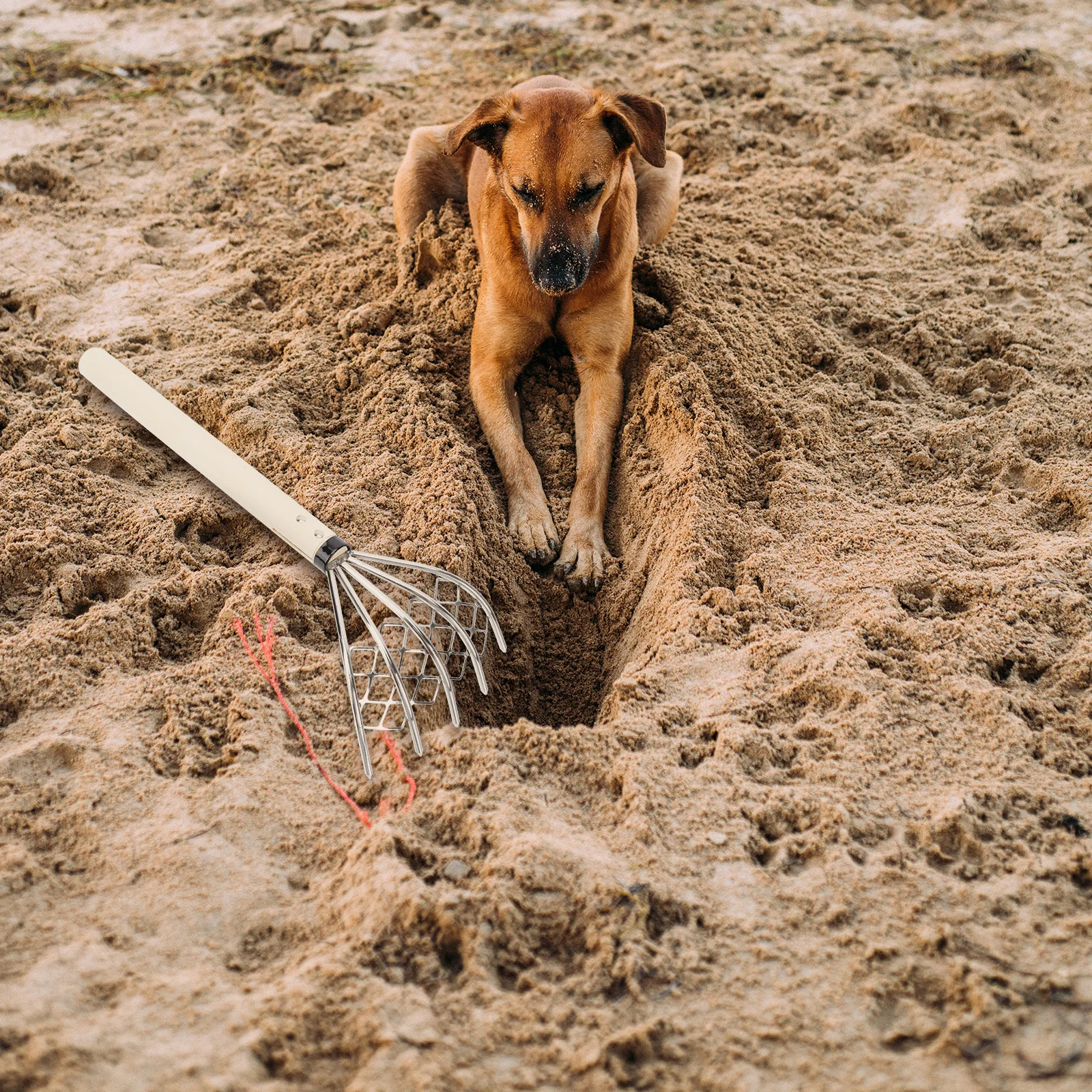 

1Pcs Wood Handle Rake Stainless Steel 5 Teeth for Loosening Soil Clamming Shellfish Harvesting Garden Outdoor Seafood Digging