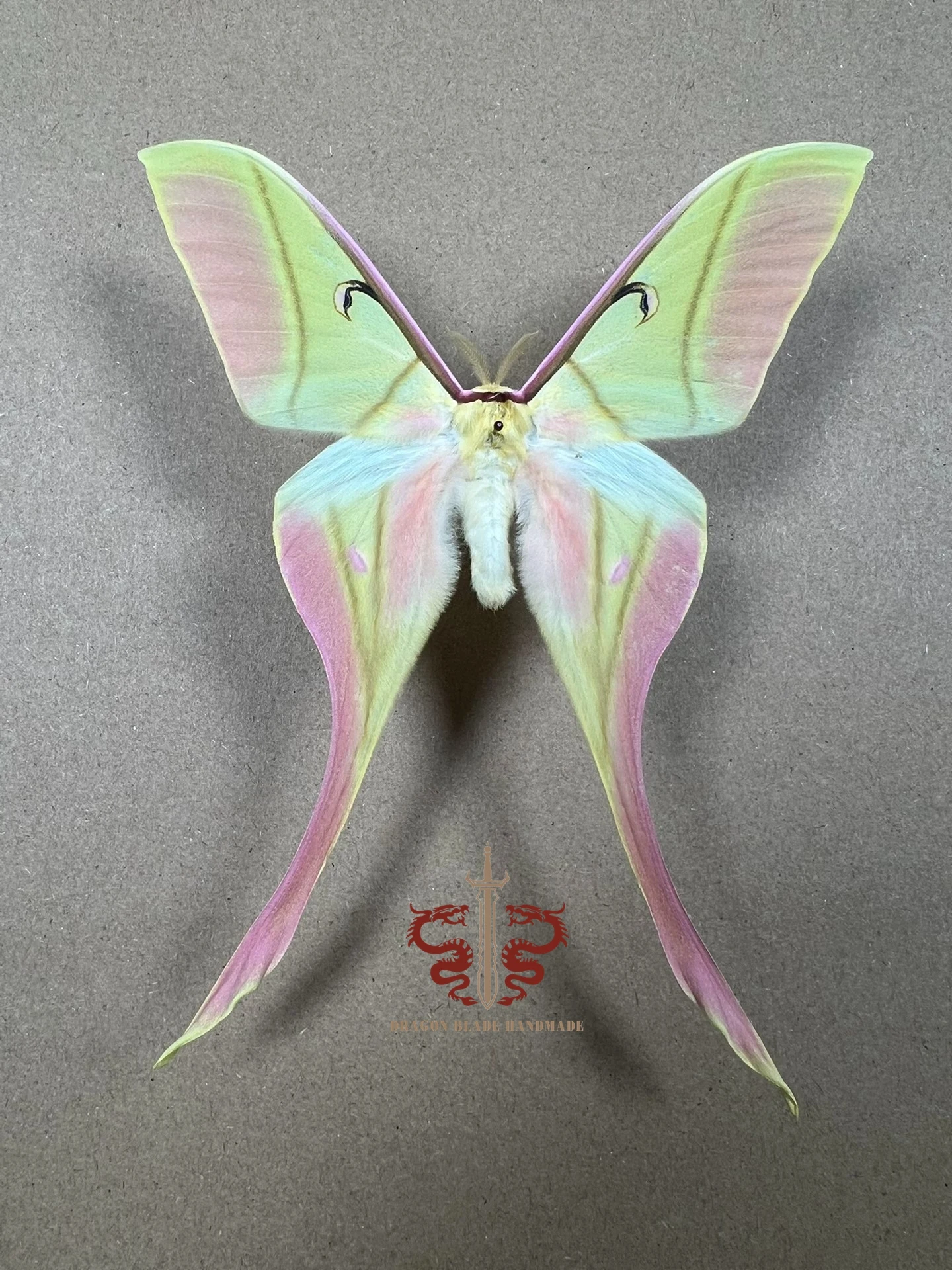 Moth specimen rare Actias rhodopneuma male, 1pc wings spread A1/A- high quality, Decorative Display Collection Gifts