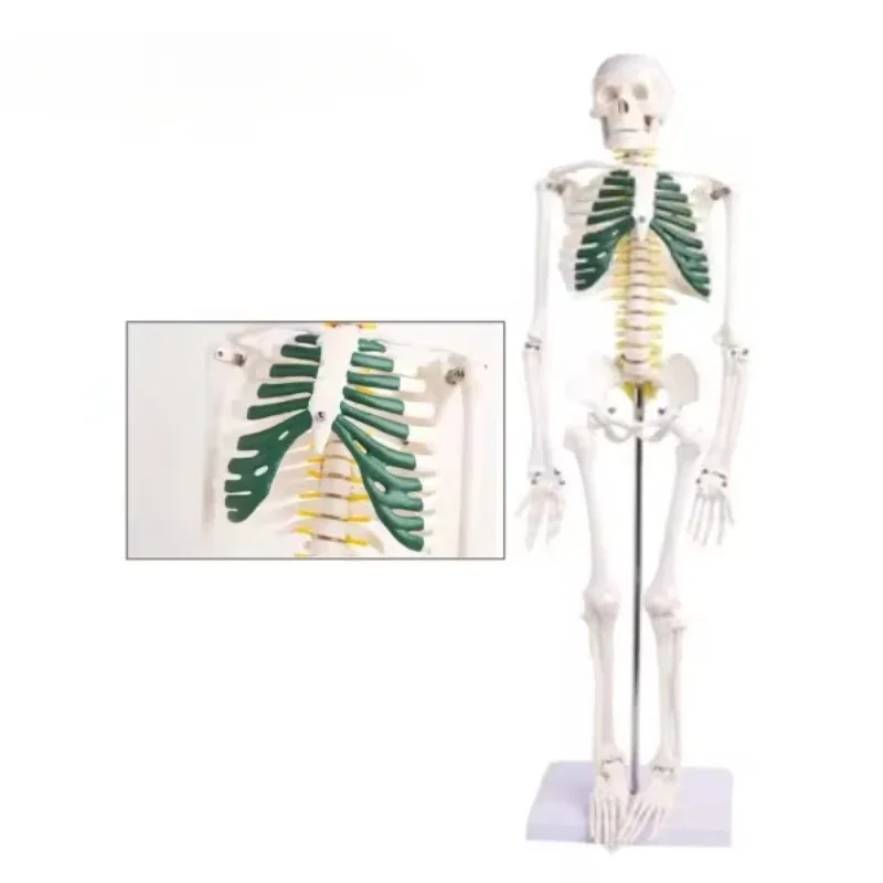 For 85cm/170cm/180cm human anatomical skeleton model with ligament, colored human life size skeleton model, plastic