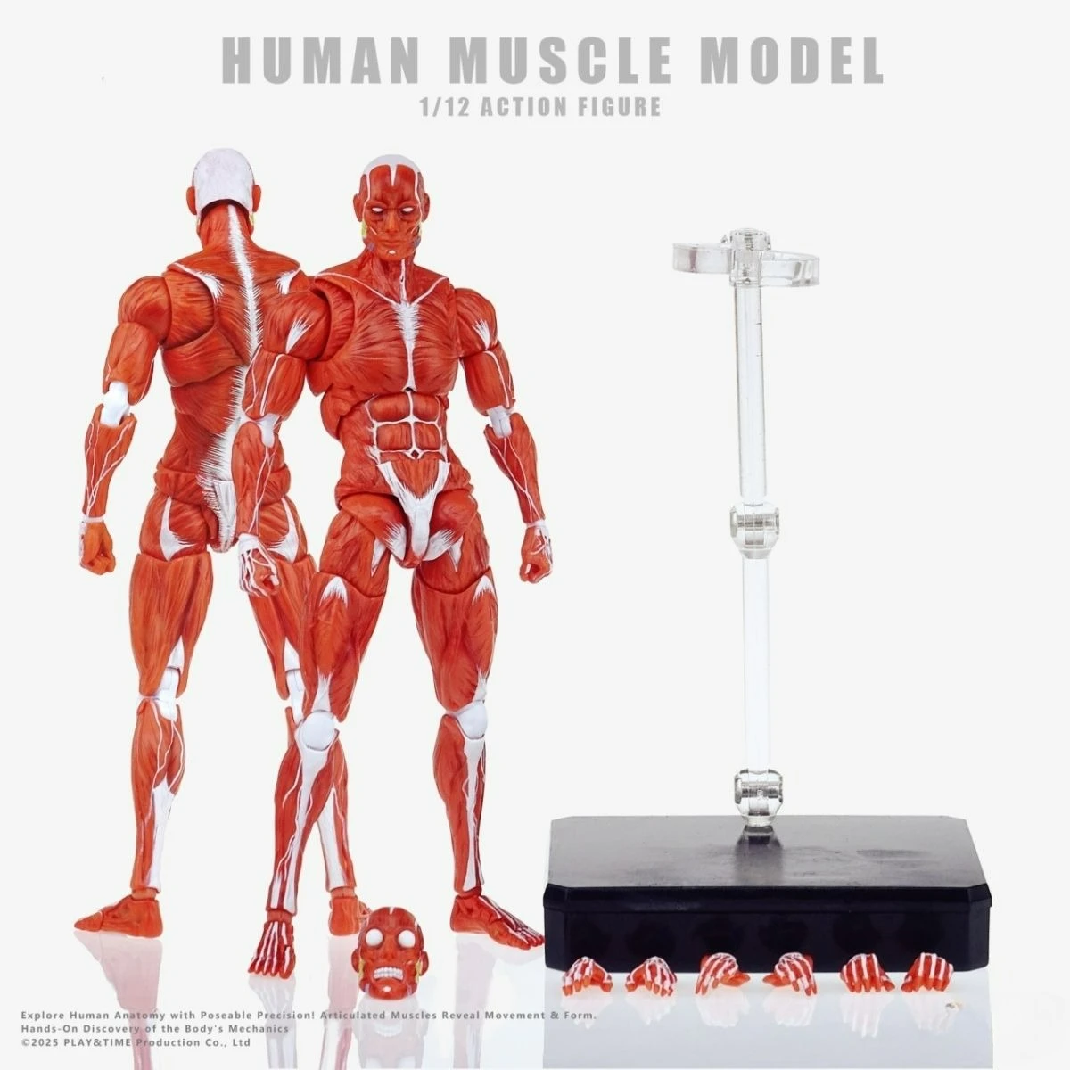 

Hot 1/12 Fully Articulated Human Muscle Model Body Pose Learning Action Figure, Science Educational Collectible Toy Holiday Gift