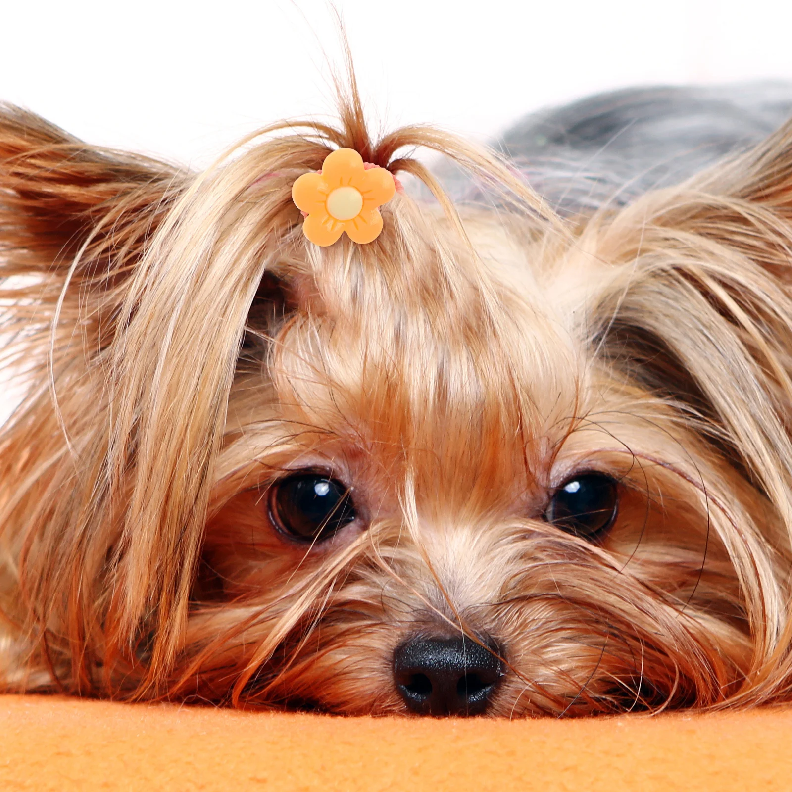 

10Pcs Elastic Dog Hair Ties Cute Scrunchies for Long Haired Dogs Party Hair Bands Ponytail Holders Decorative Pet Accessories