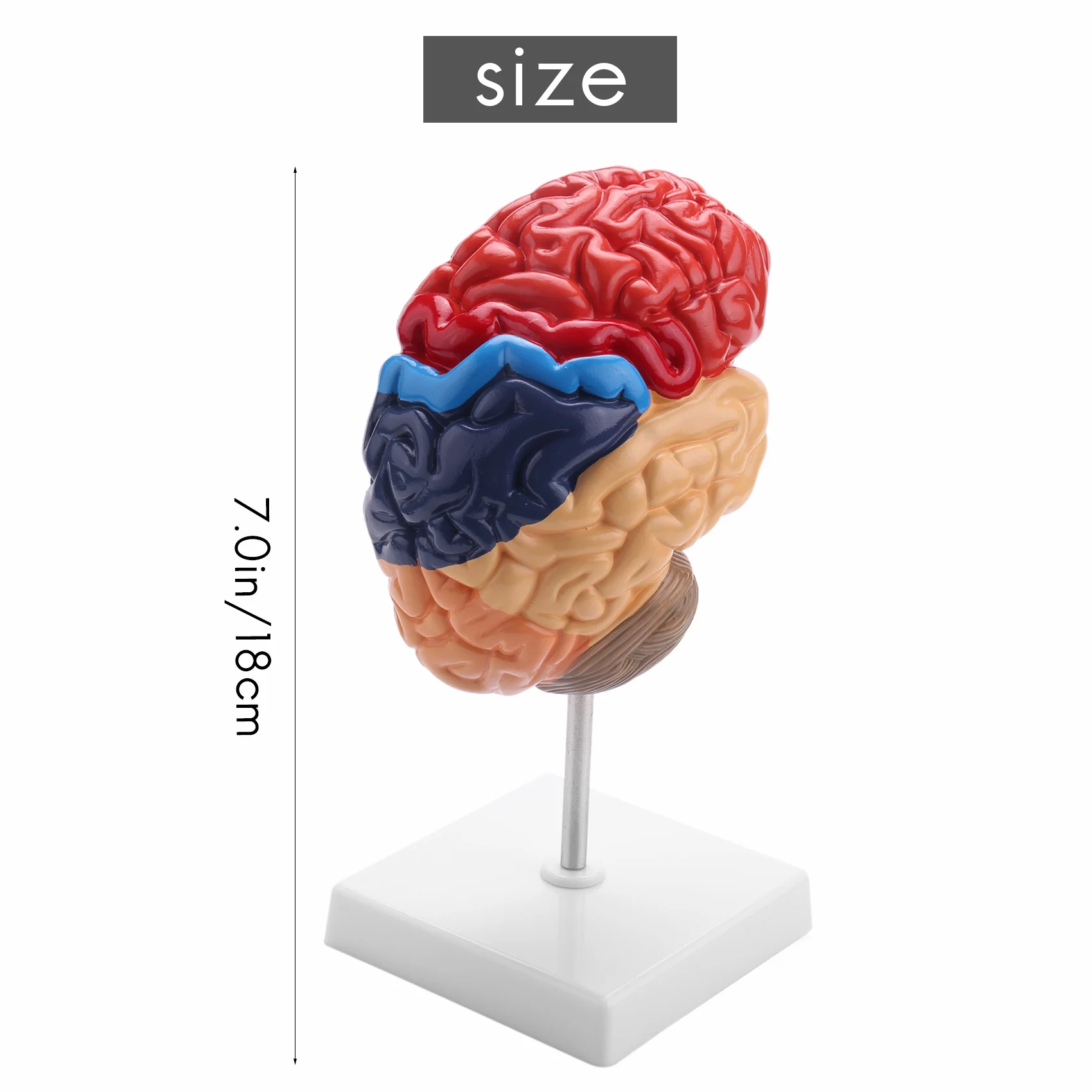 Cerebral Anatomical Model Anatomy 1:1 Half Brain Brainstem Teaching Lab Supplies