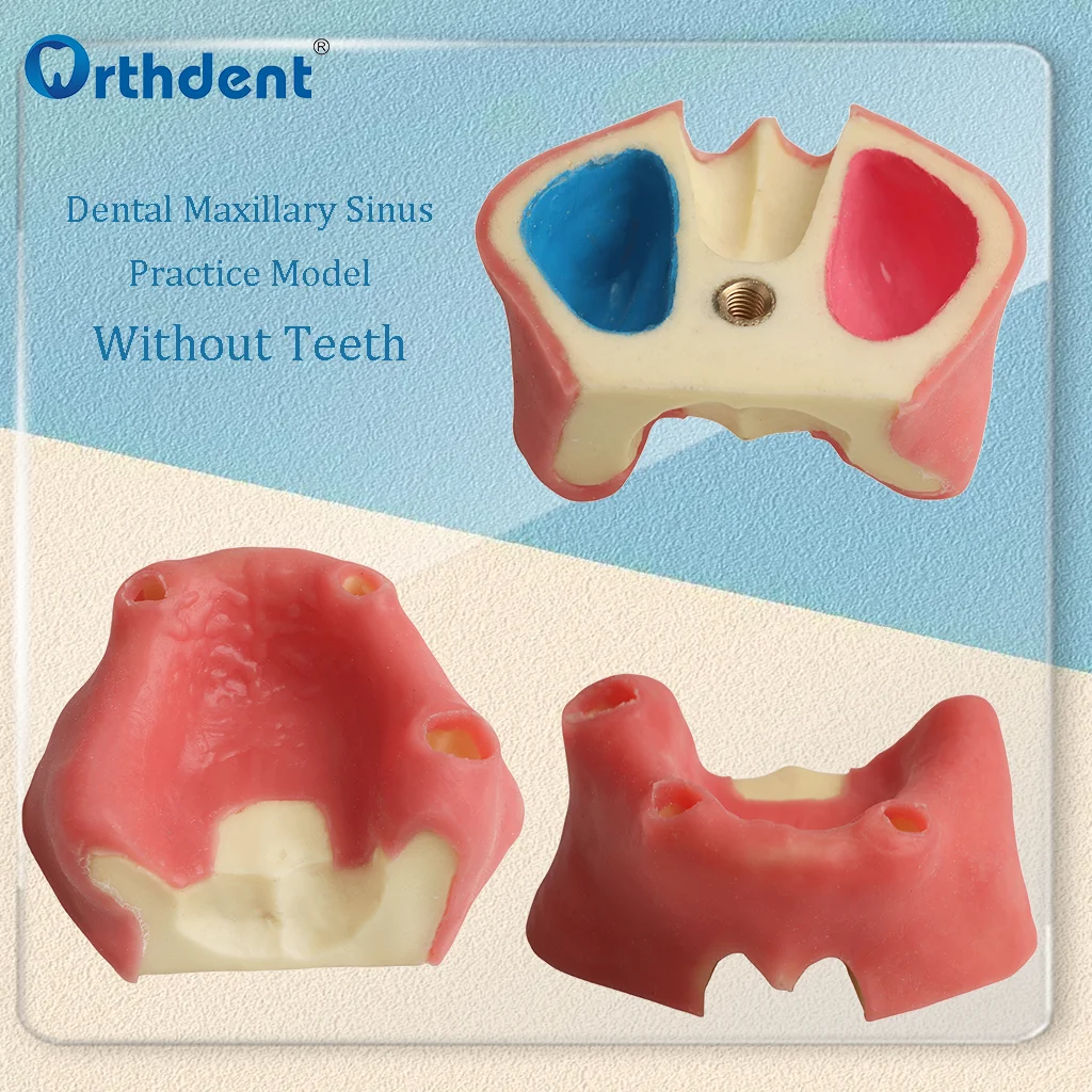 Dental Maxillary Sinus Practice Model Without Teeth Dentist Slicone Upper Jaw Sinus  Demonstration Lift Models M2014 Dentistry