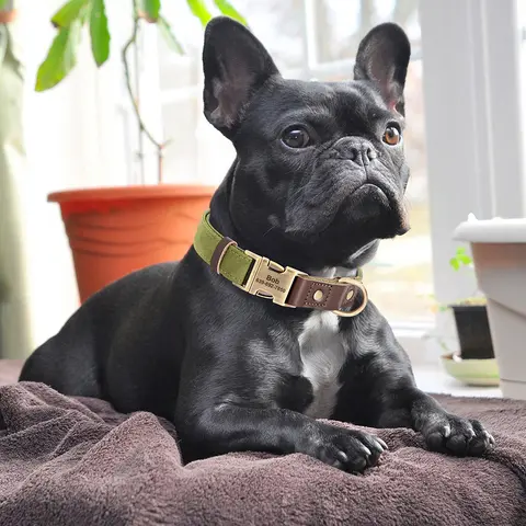 8 best sales कस्टम पालतू जानवर - №5