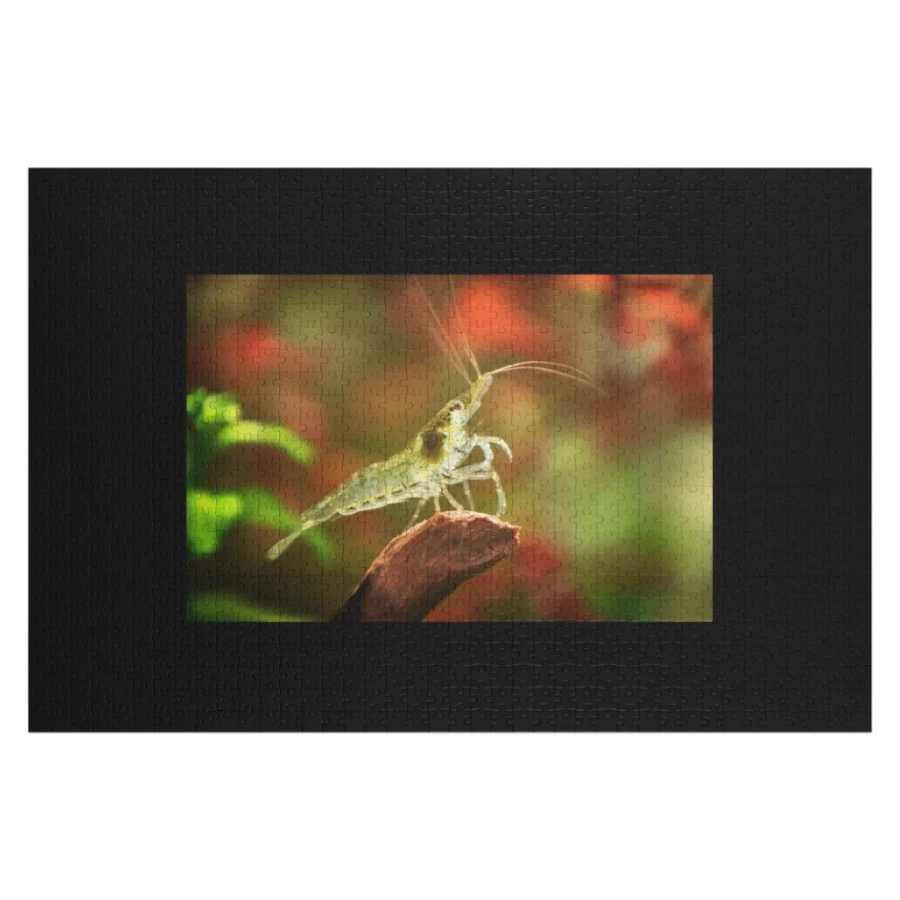 

Neocaridina Freshwater Shrimp, dwarf shrimp in the aquarium. Animal macro, close up photography with a focus gradi Jigsaw Puzzle