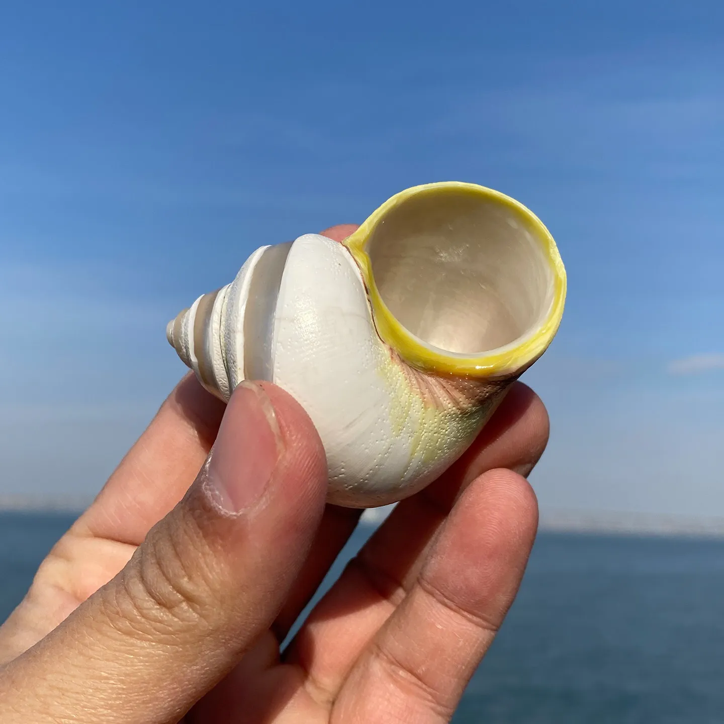 6-8CM Track Pomacea Canaliculata Medium and Large Hermit Crab Replacement Shells Natural Conch Shells for Aquarium Landscaping