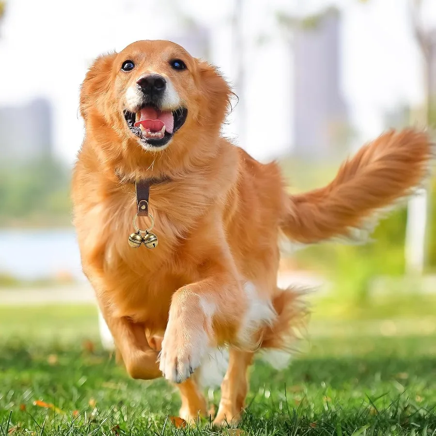 أجراس طوق بكلاب عالية، أجراس متينة للحيوانات الأليفة للكلاب الكبيرة، 4 أربطة نحاسية و2 حزام أزرار جلدي لسلامة الحيوانات الأليفة في الهواء الطلق #6