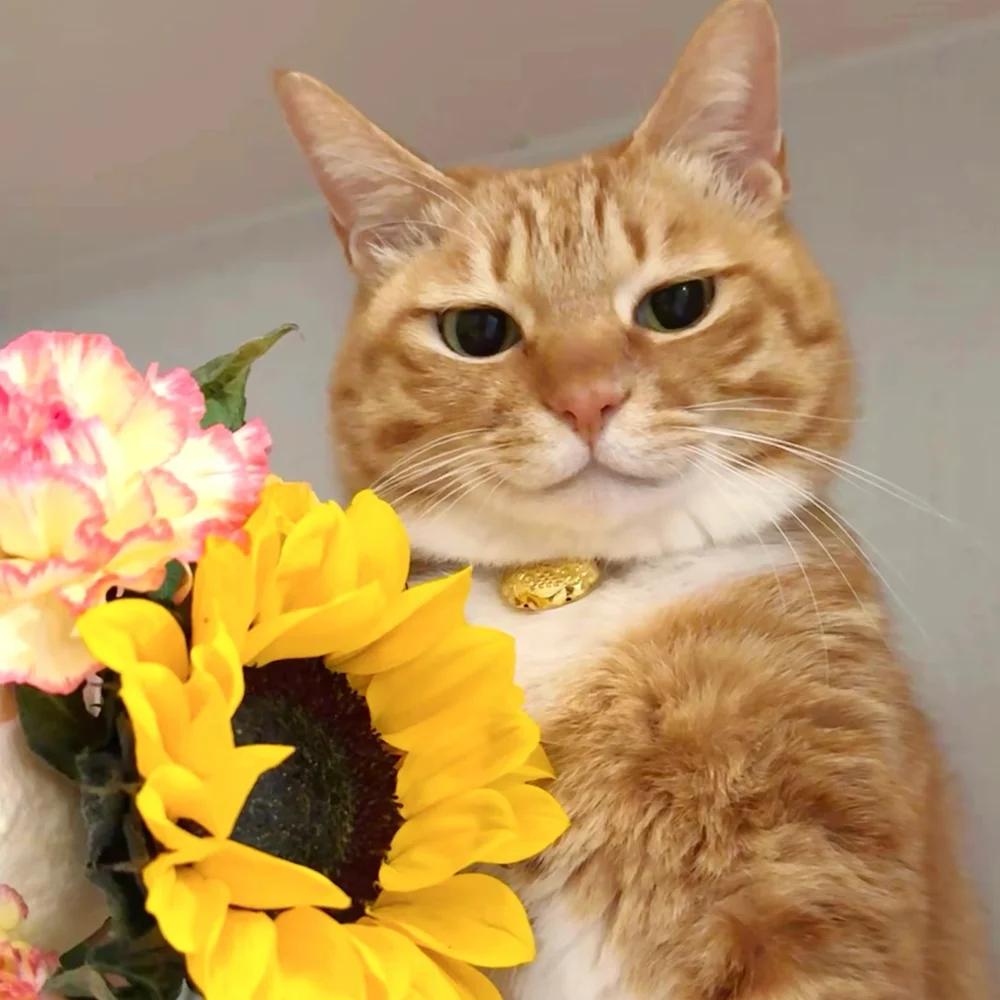 

25.2V 6000mAH lithium-ion vacuum cleaner battery, For Shark XBAT200 ION Rocket IONFlex and IONFlex Cordless Vacuums Batter