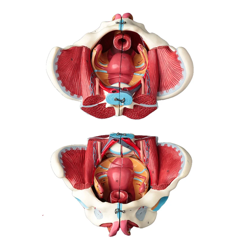 Disassembled Female Pelvis Anatomy Model PVC Female Pelvis with Floor Muscle and Nerve Model Lab Supplies