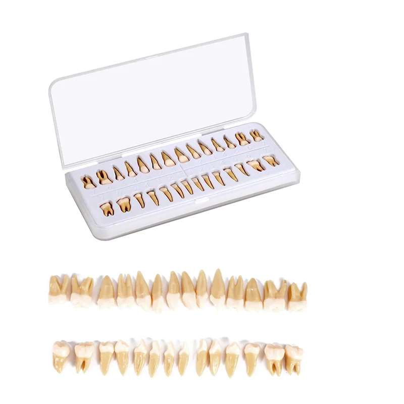 Adult Teeth Model 28pcs Simulation 1:1 Permanent Teeth Dental Model With Root Standard Full Mouth Anatomical Teaching Equipment