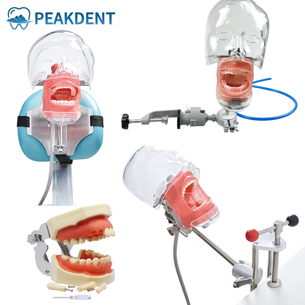 

Dental Simulator Mannequin Head Dental Head Model Simulator Manikin Phantom with 28/32 Removable Teeth for Teaching Practice
