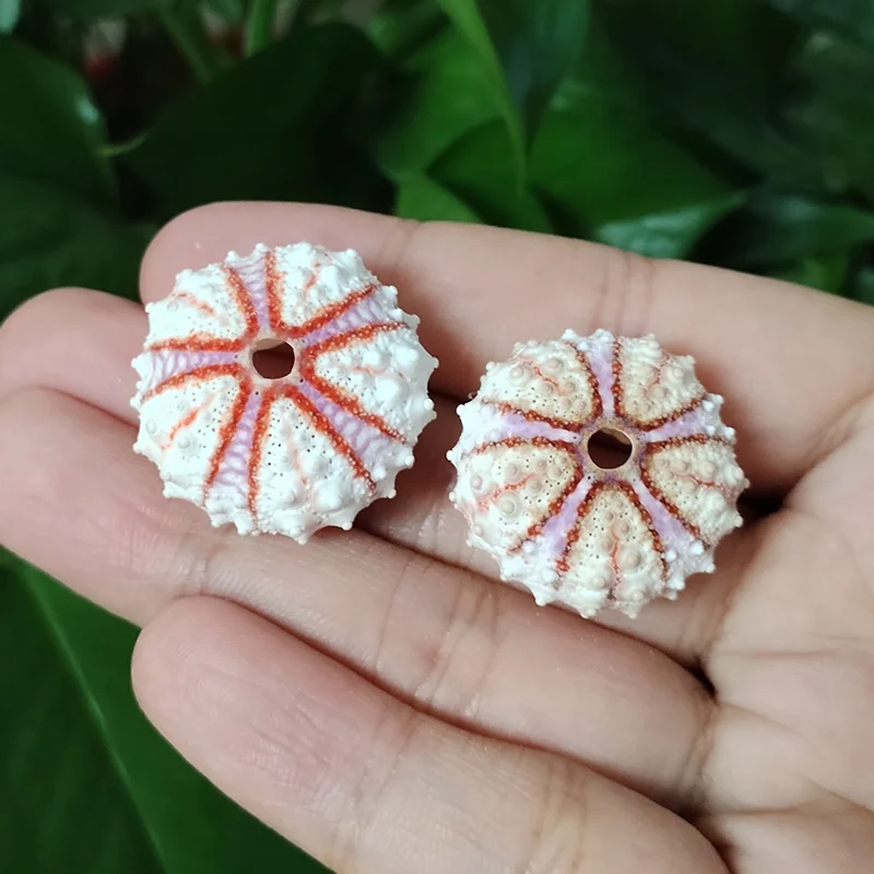 Assorted Natural Sea Urchins Colorful Urchin Shells for Air Plants,Craft and Decorations DIY Crafts