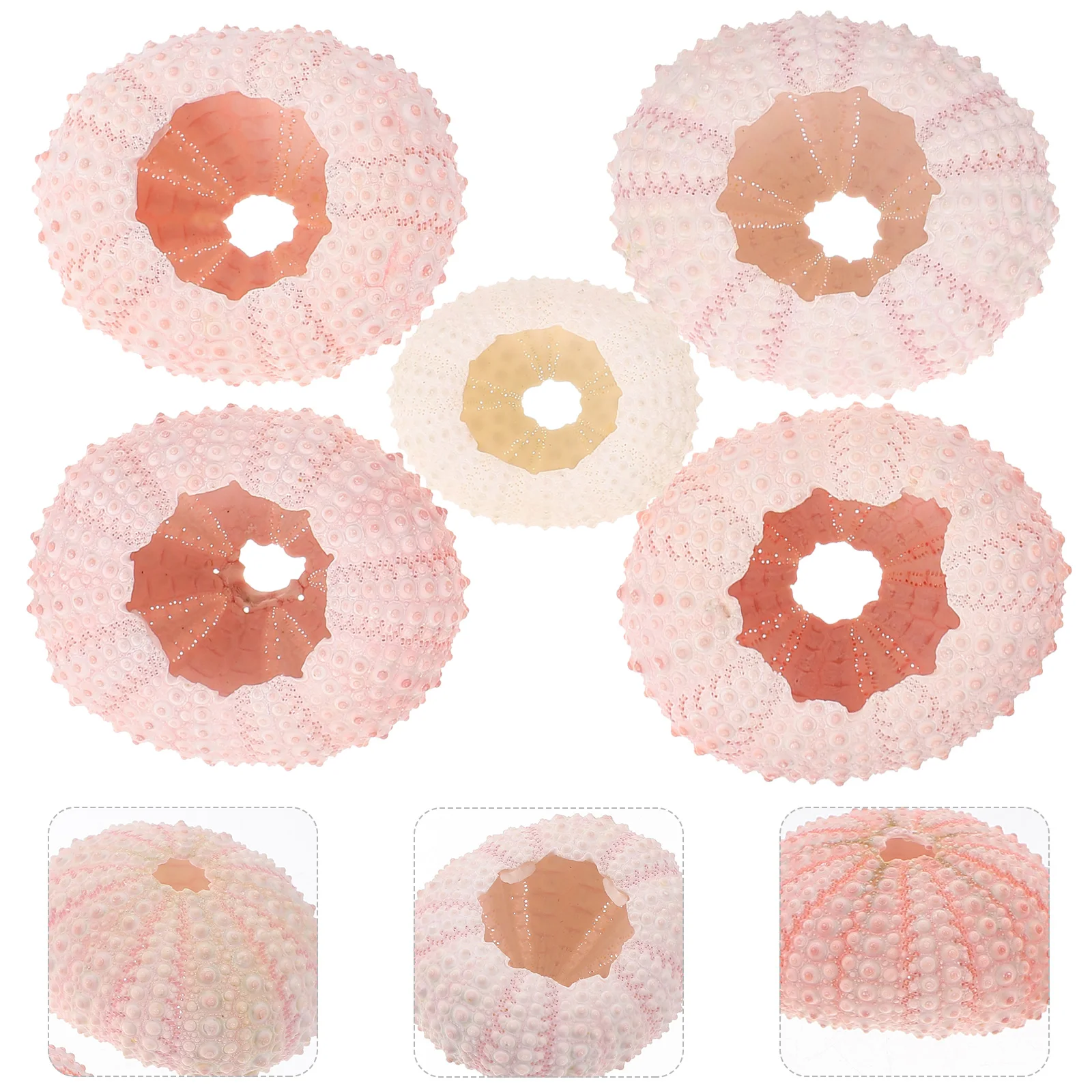 

5 Pcs Sea ​​ Shell Plants Air Planting Pot Natural Holder Tillandsia Container DIY Hand Craft Material