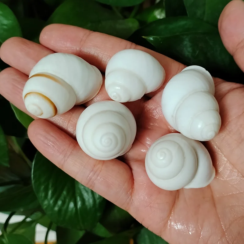 Conchas de Caracol de Jade blanco para decoración del hogar, 5 piezas, cangrejo ermitaño Natural, colección de muestras, suministros para peceras, 3-4CM