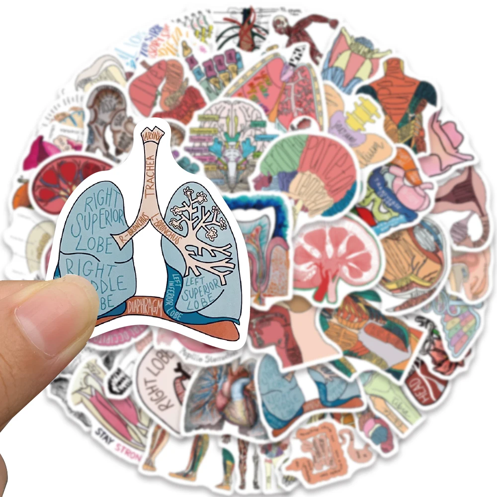 50pcs Biological Anatomy Human Organs Viscera Physiology Stickers Computer Guitar Book Bottle Decoration Waterproof Sticker