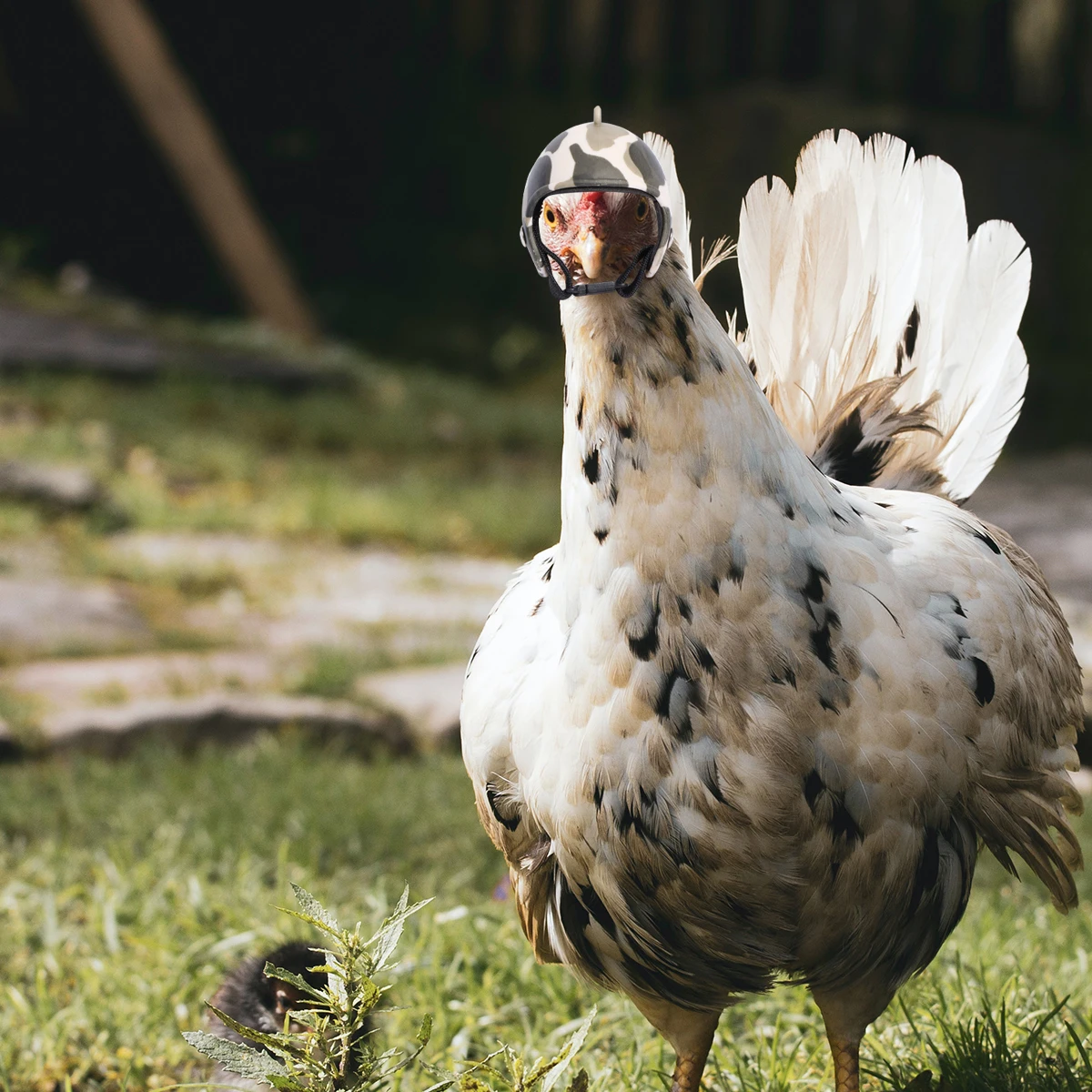 

Pet for Chickens Black PP Protective Headgear with Liner Impact Buffer Outdoor Creative Pet Costume