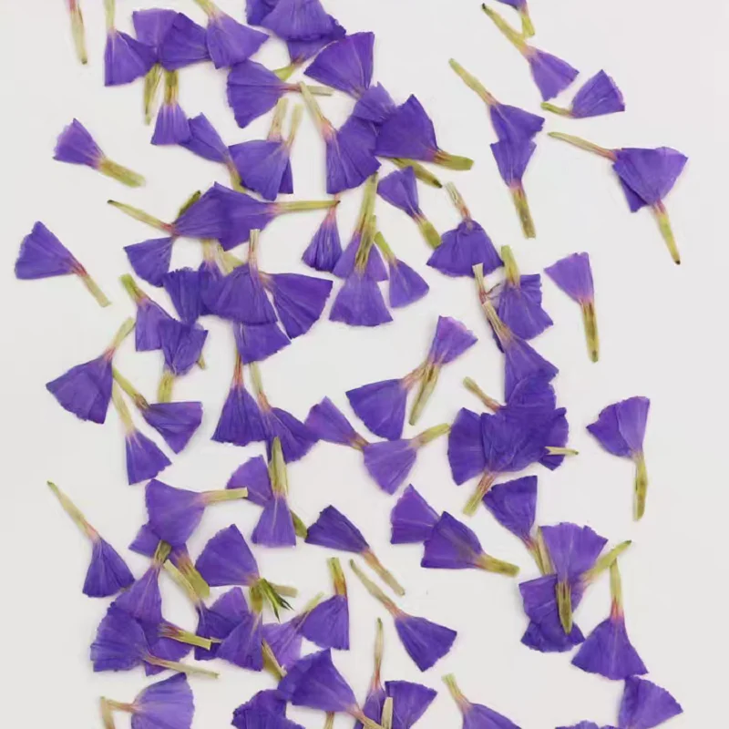 прессованные сушеные Myosotis – обзор и цена Dried Flower Bookmark