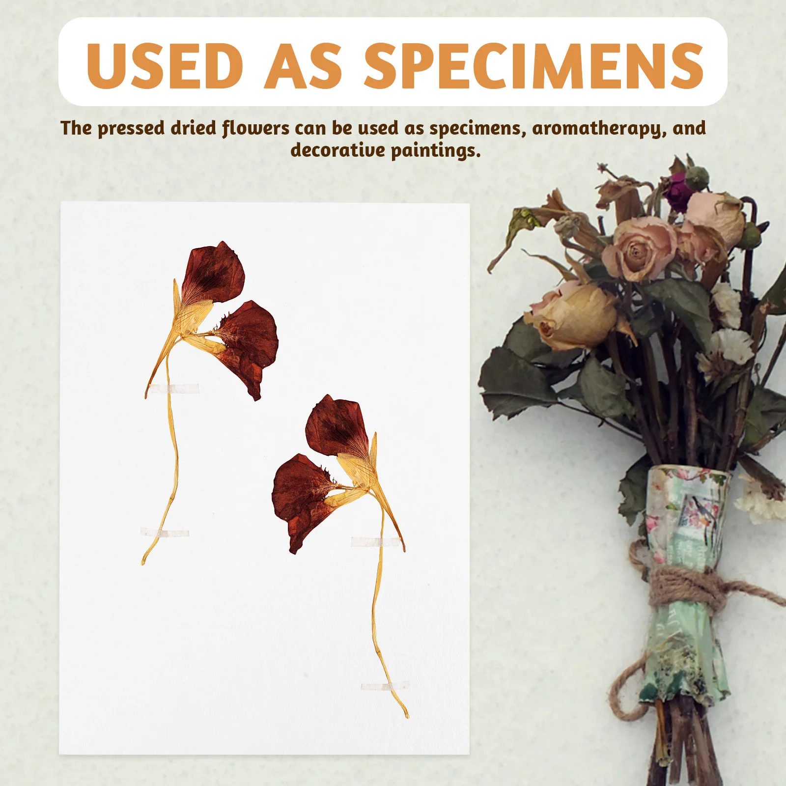 

6Pcs Dried Flower Press Board Absorbent Reusable Blotting Paper for Flower Pressing Craft DIY Home Decor School Art Projects