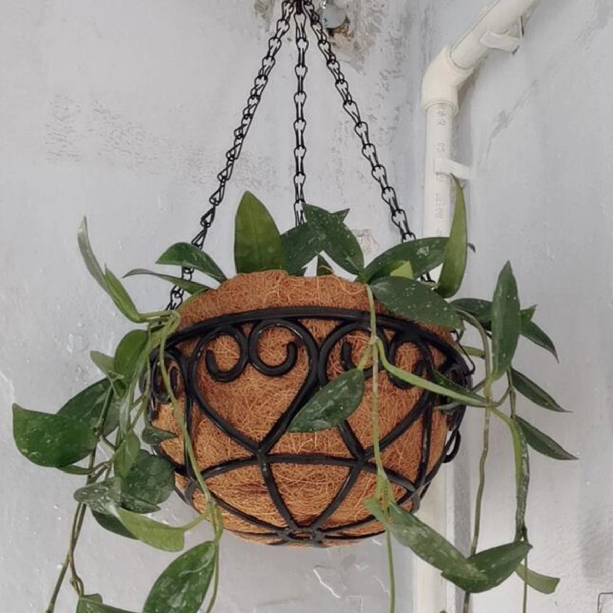 Coconut Brown Round Iron Chain Hanging Basket Flowerpot European Creative Fleshy Green Plant Chlorophytum Comosum Flowerpot