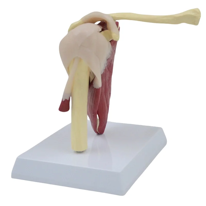 houlder Joint Anatomy Model - Movable Scapula Clavicle with Muscle AttacJVLAB hments, Medical Skeletal Teaching Demonstration