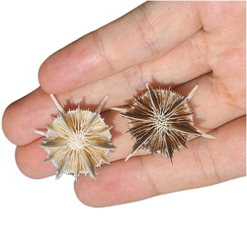 Natural Rare Collection Specimen Small Conch Sea Urchin Shell Fish Tank Home Decoration and Ornaments Sea Shells Nautical