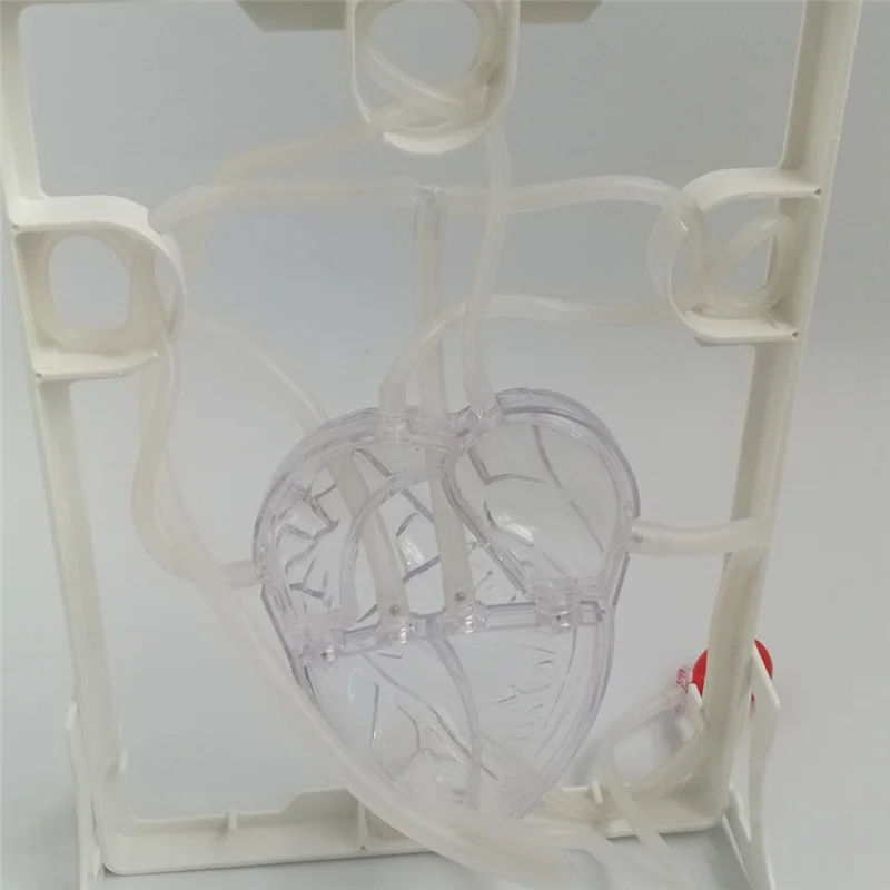 

Classic-Heart Circulation Model Simulation Science Education For Students Classroom EDU Science Human Body Anatomy Organ Model