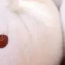 1 stks zachte kleine broodje sleutelhanger kawaii pluizige xiaolongbao sleutelhanger simulatie voedsel cartoon pluche hanger verjaardagscadeau