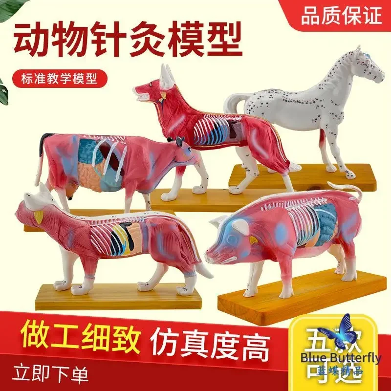 Animal Acupuncture And Moxibustion Model, Dog Anatomy, Dog Acupuncture And Moxibustion Model, Cat Pig Acupoint, Pet Dog Model