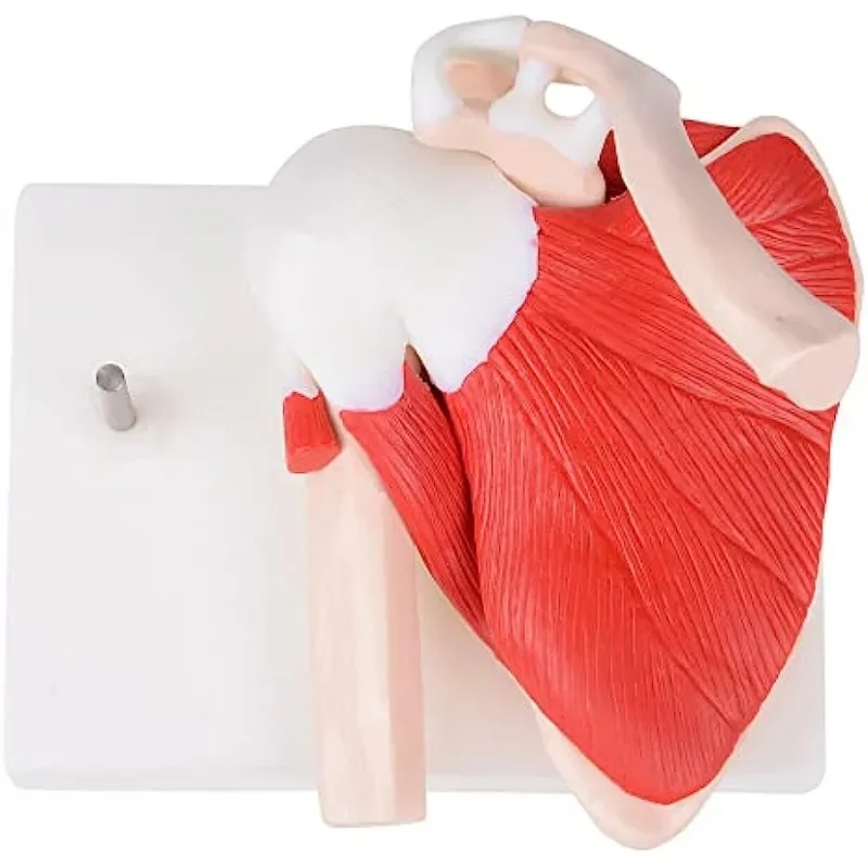 Life-sized Anatomy Human Muscled Shoulder Blade Girdle Scapula Clavicle Model Skeleton Joint Ligament Medical Teaching Equipment