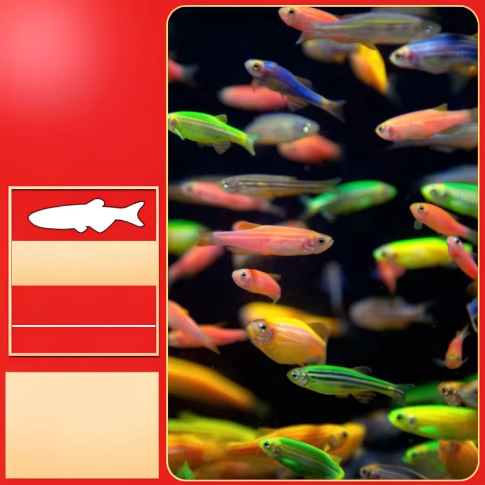 Vibrant Ornamental Zebra Fish - Aquarium Fish Variety 评论和价格