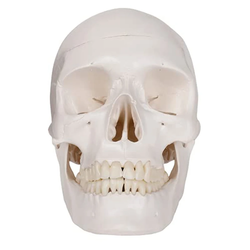 

Human Scull Model, Life Size Anatomy Anatomical Adult Model With Removable Scull Cap And Articulated Mandible