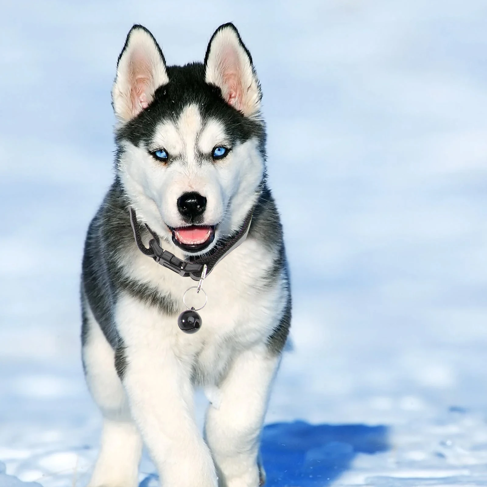 

3pcs Adjustable Reflective Dog Collar For Small Dogs Puppy Cat Luminous Pet Collar Bell Sturdy Buckle Retractable 19-32Cm