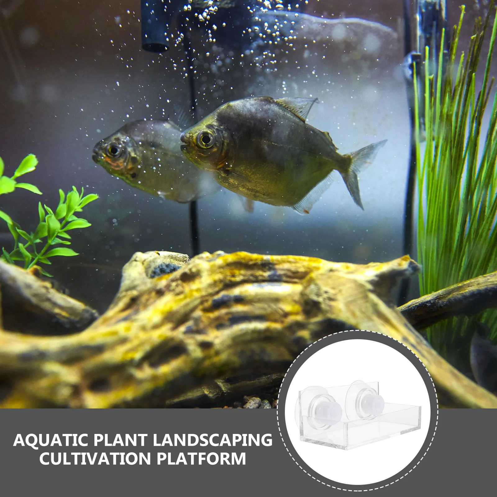 

Coral Rack Suction Cup Display Versatile Aquarium Decoration Multifunctional Support Fish Tank Accessories